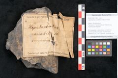 Foto (Objekt + Etikett) von Lepidostrobus variabilis Lindley et Hutton (NHMW-GEO-2024-0188-11286)